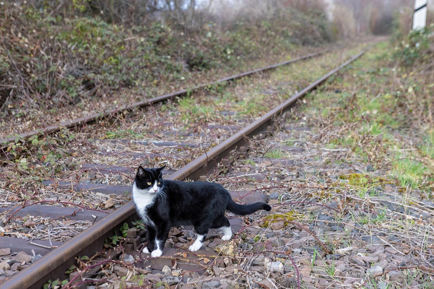 Katze am Gleis