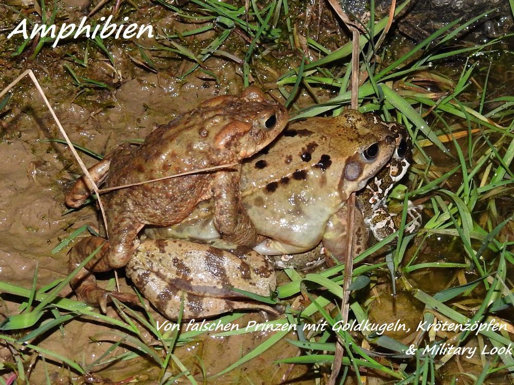 Erdkröte, Grasfrosch und Wechselkröte