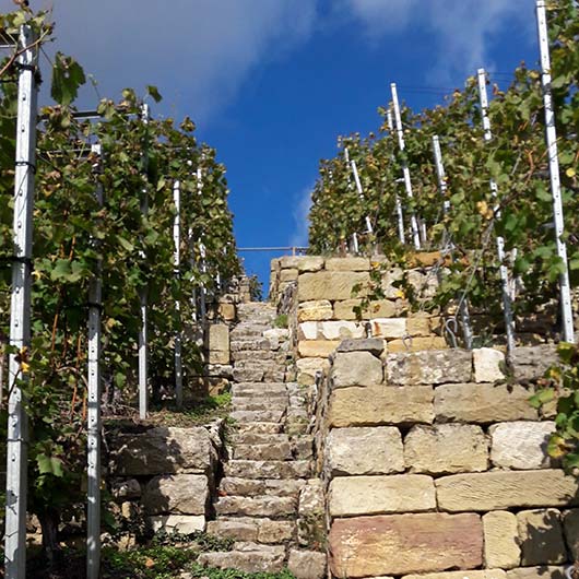 Weinberg Stäffele mit Rebstöcken