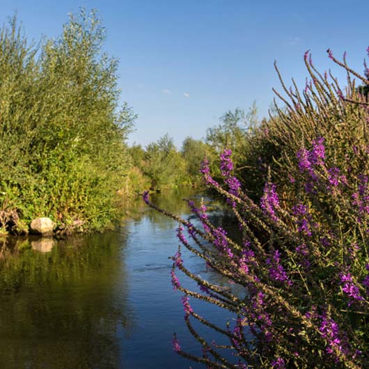 Ein Fluss schlängelt sich durch eine blühende Landschaft.