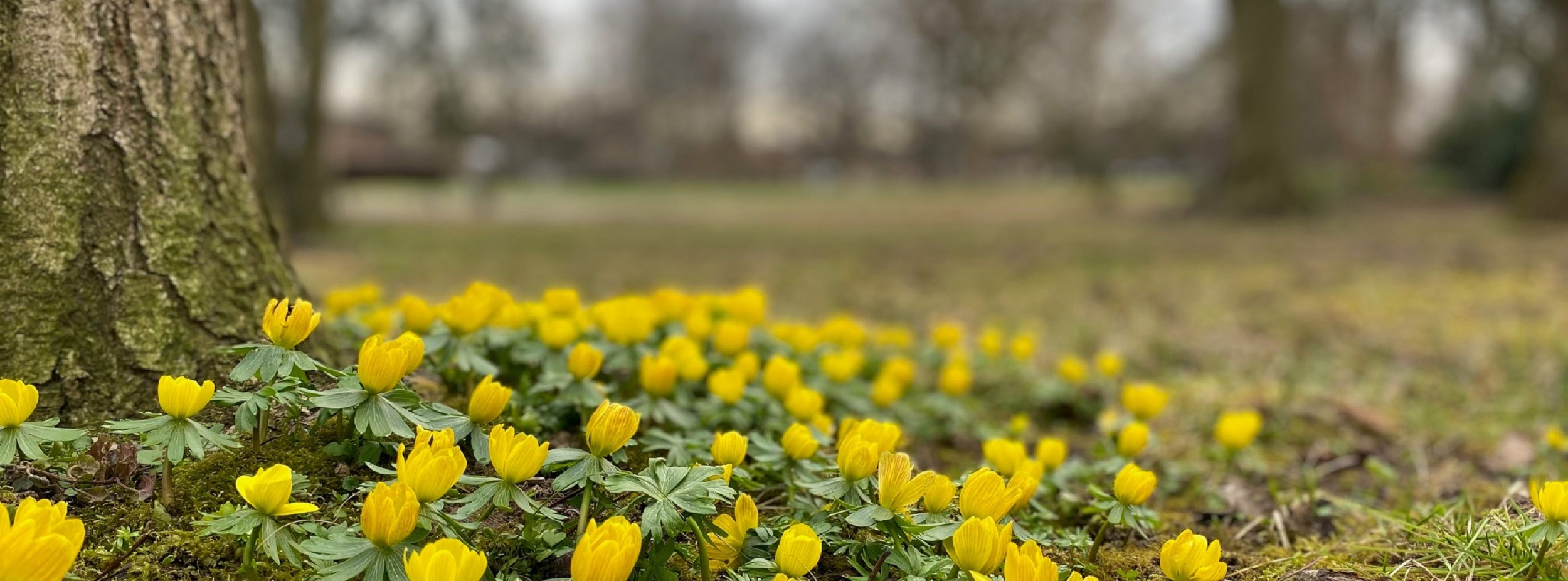 gelbe Frühlingsblumen auf der Bärenwiese Ludwigsburg