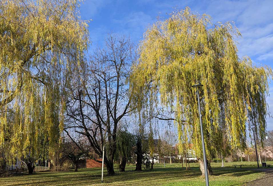 Trauerweiden im Grünzug