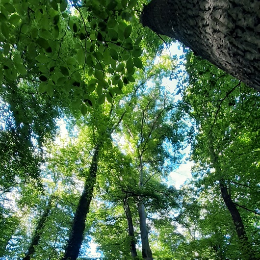 Auszeit im Wald, Waldbaden für Männer