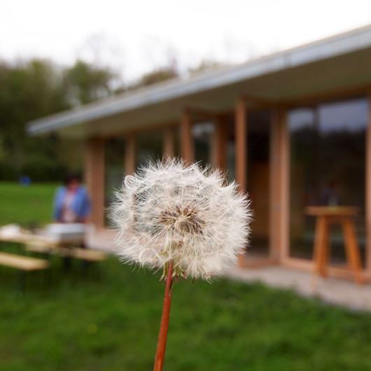 Pusteblume vor dem Naturinfozentrum