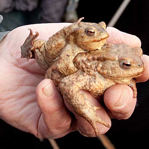 Zwei Kröten werden auf einer Hand gehalten