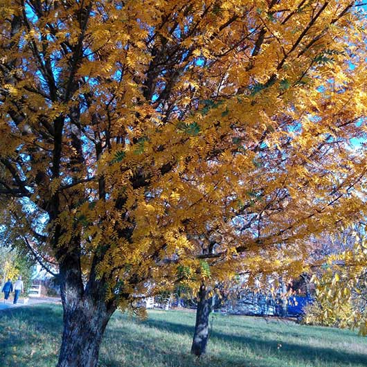 Obstbaumwiese im Herbst